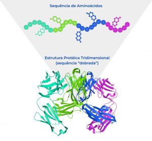 Figura 2. Representação de sequência de aminoácidos linear e a estrutura tridimensional assumida pela proteína, com as “dobras” específicas. Imagem própria. Direitos reservados.